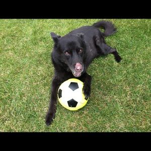 Meet your Posher, Cameron